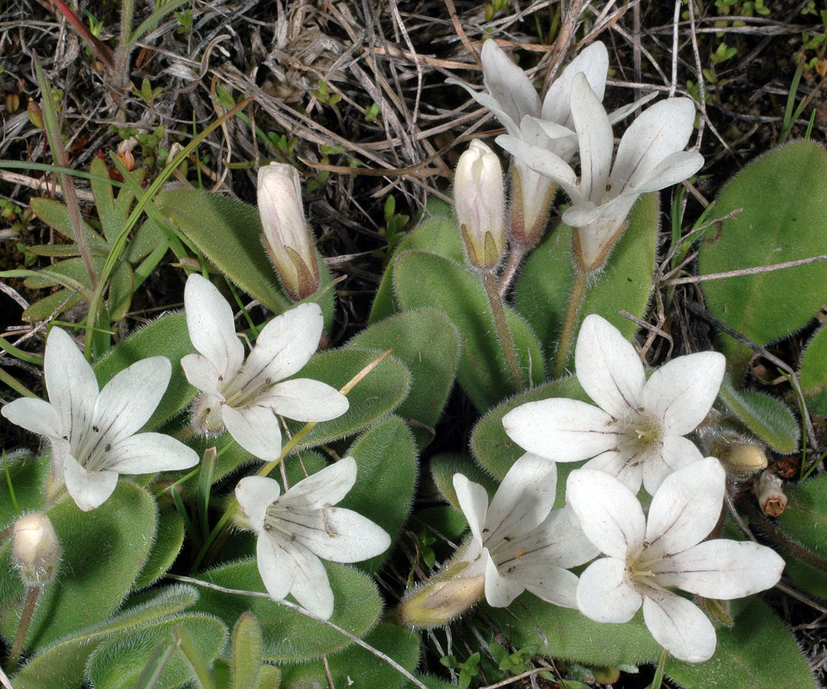 Flora of Eastern Washington Image: Hesperochiron californicus