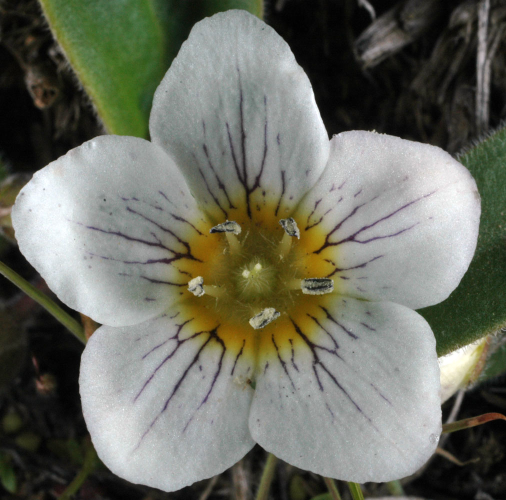 Flora of Eastern Washington Image: Hesperochiron pumilus