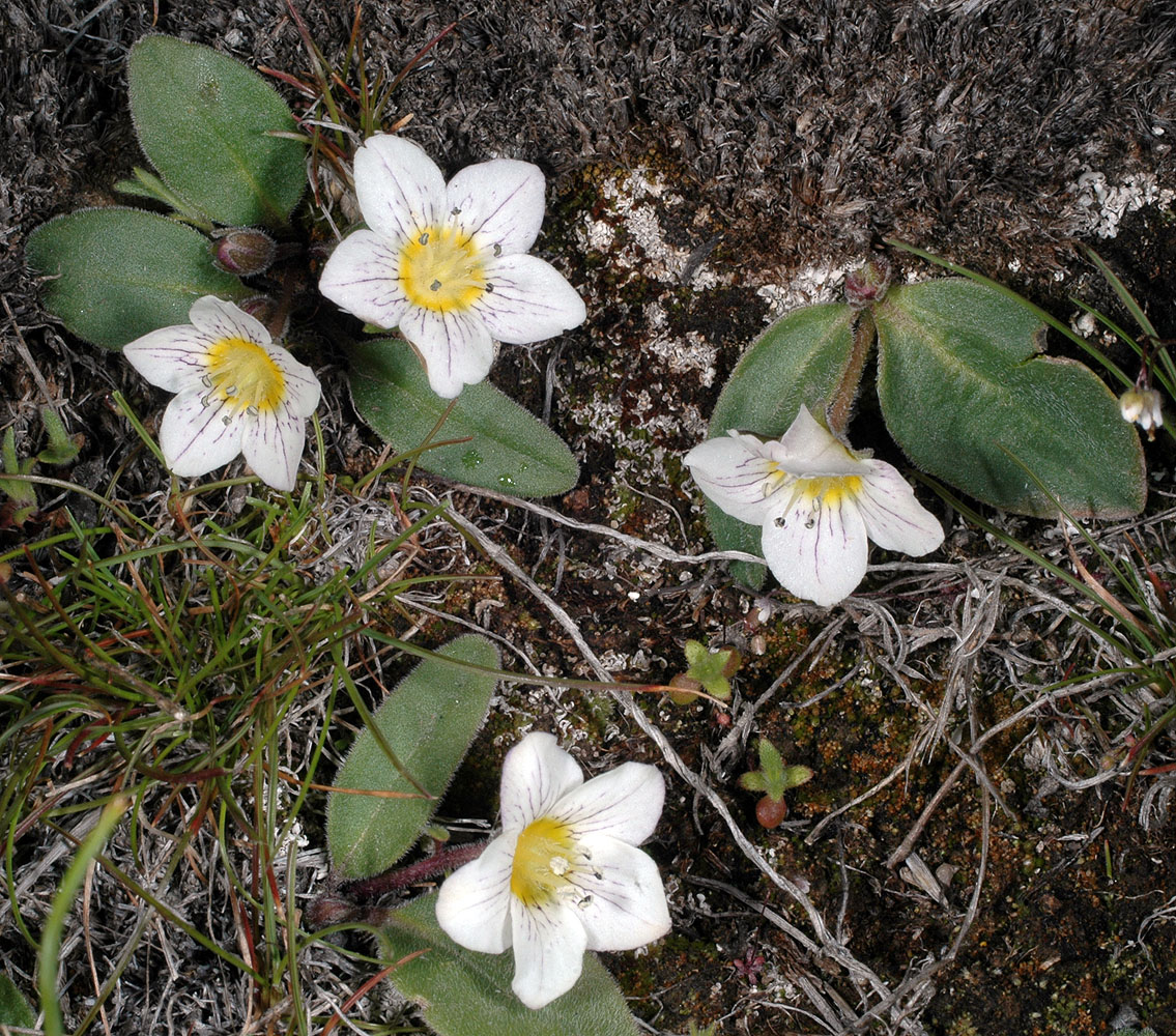 Flora of Eastern Washington Image: Hesperochiron pumilus
