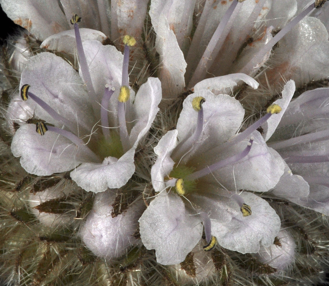Flora of Eastern Washington Image: Hydrophyllum capitatum