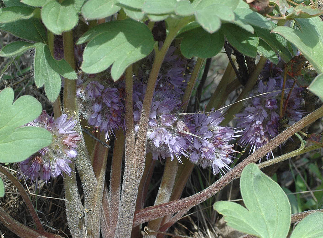 Flora of Eastern Washington Image: Hydrophyllum capitatum