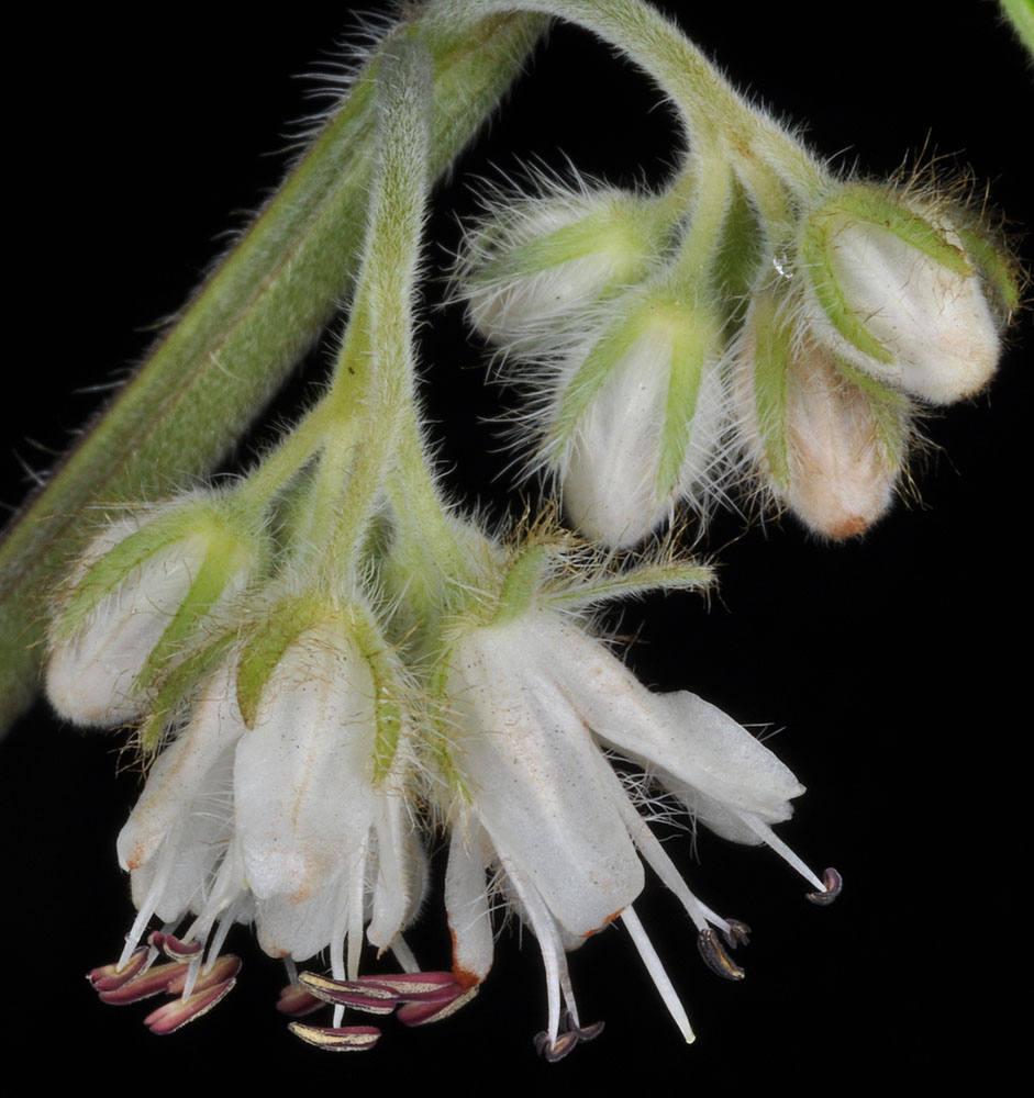 Flora of Eastern Washington Image: Hydrophyllum fendleri