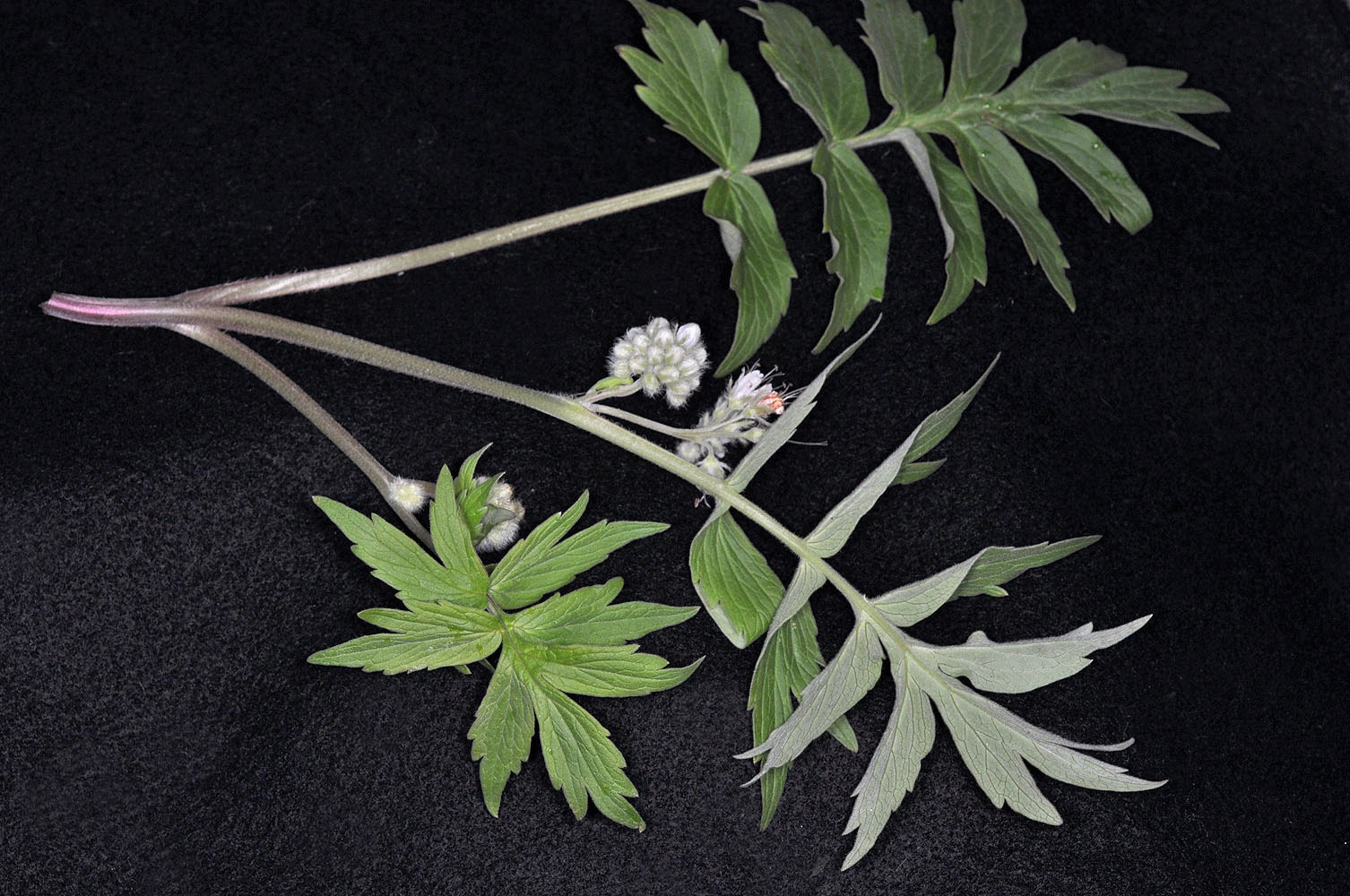 Flora of Eastern Washington Image: Hydrophyllum fendleri