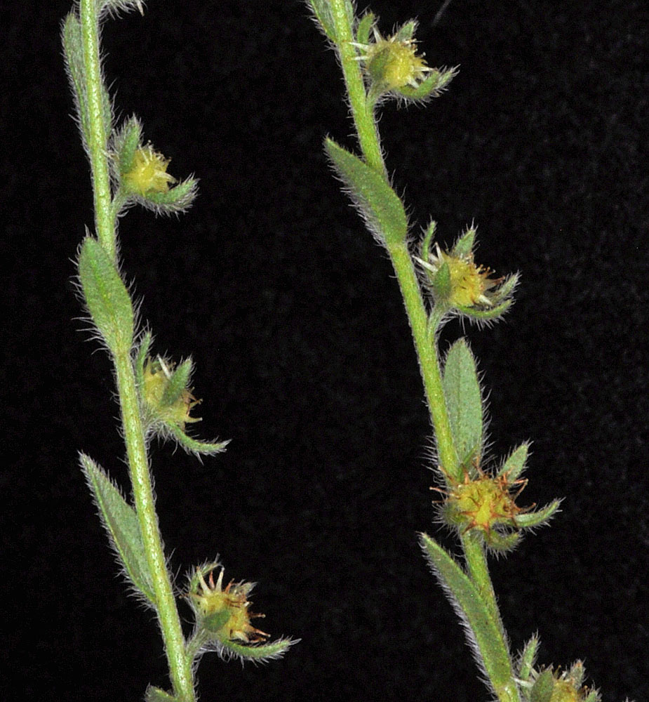Flora of Eastern Washington Image: Lappula longispina