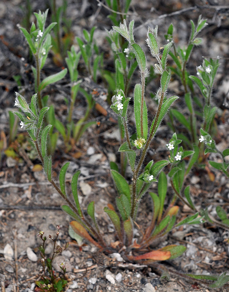 Flora of Eastern Washington Image: Lappula occidentalis