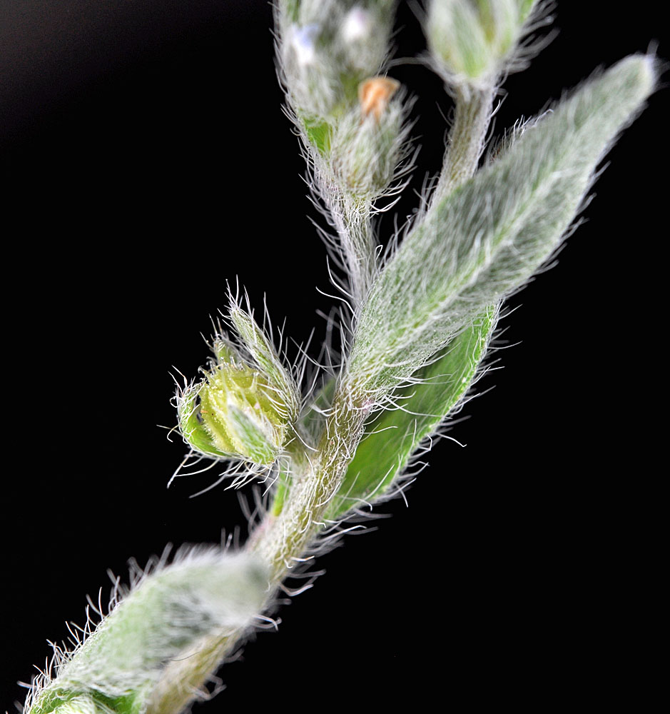 Flora of Eastern Washington Image: Lappula occidentalis