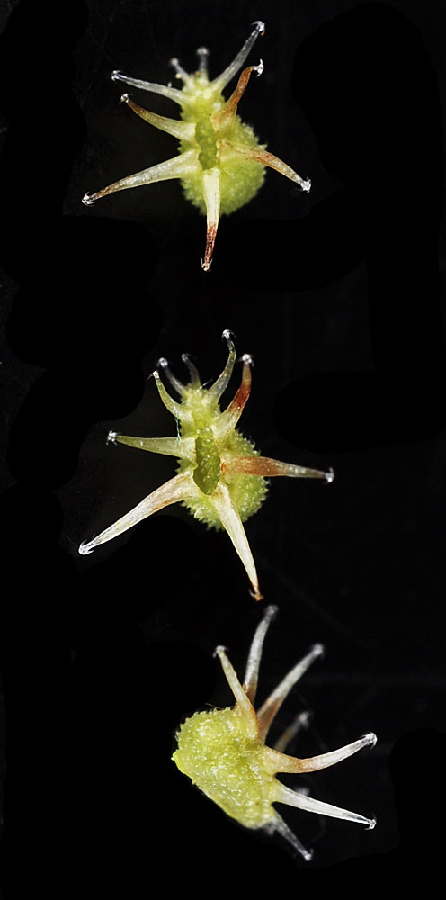 Flora of Eastern Washington Image: Lappula longispina