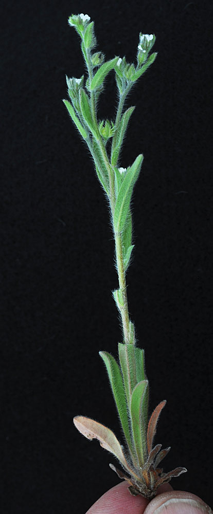 Flora of Eastern Washington Image: Lappula redowskii