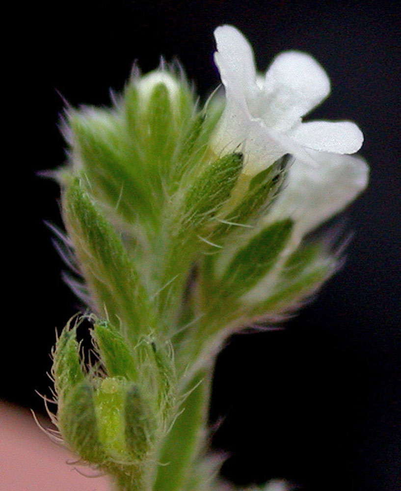 Flora of Eastern Washington Image: Lappula redowskii