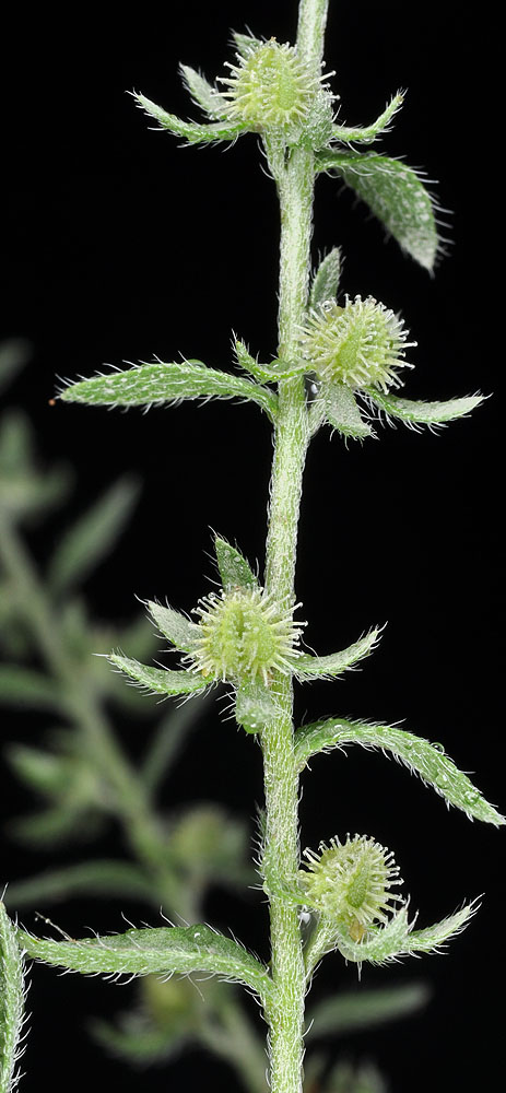 Flora of Eastern Washington Image: Lappula squarrosa