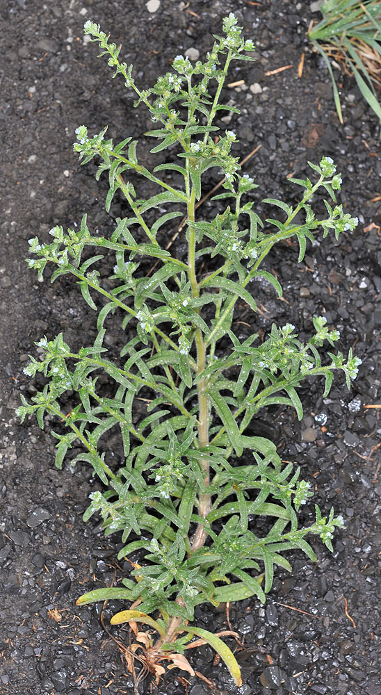 Flora of Eastern Washington Image: Lappula squarrosa