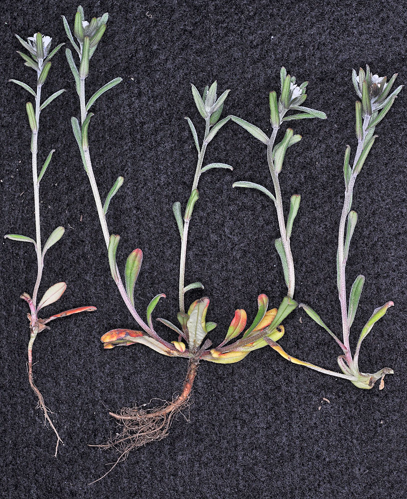 Flora of Eastern Washington Image: Buglossoides arvensis