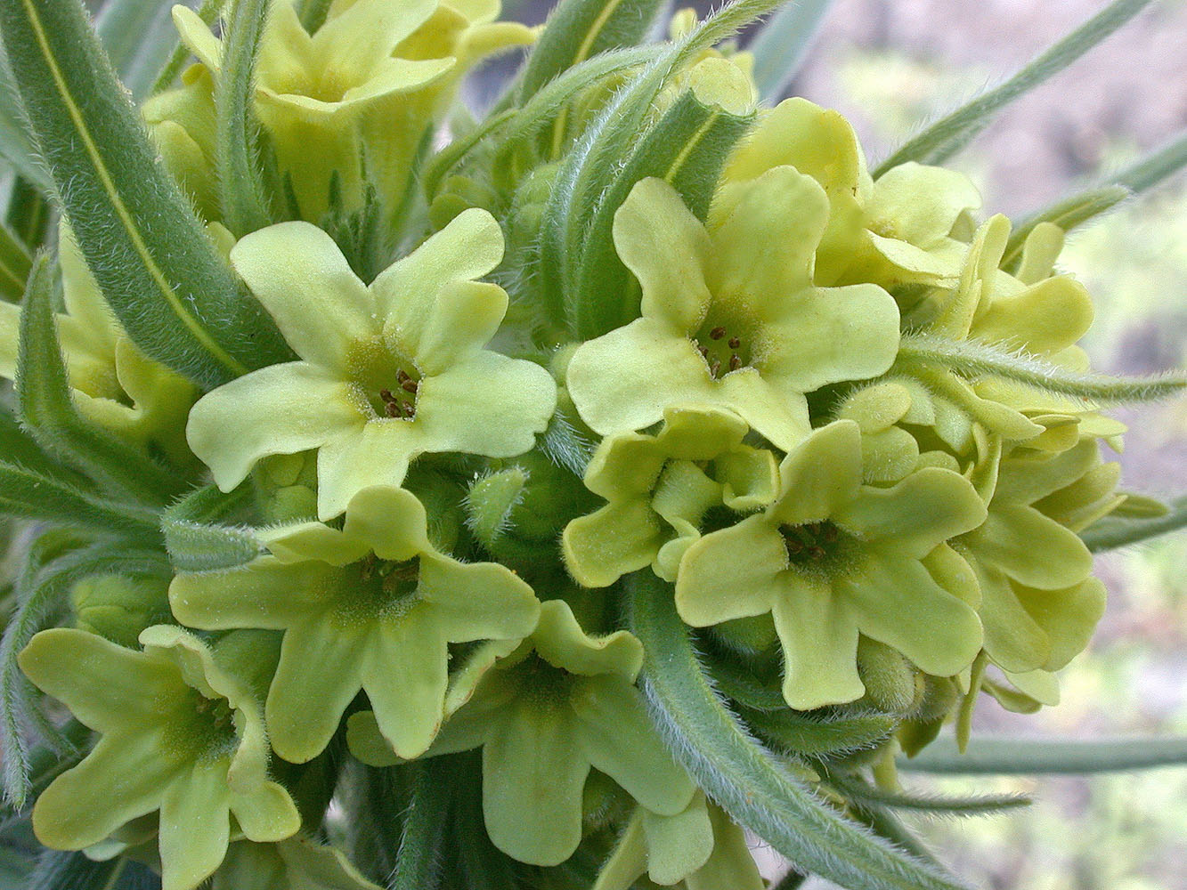 Flora of Eastern Washington Image: Lithospermum ruderale