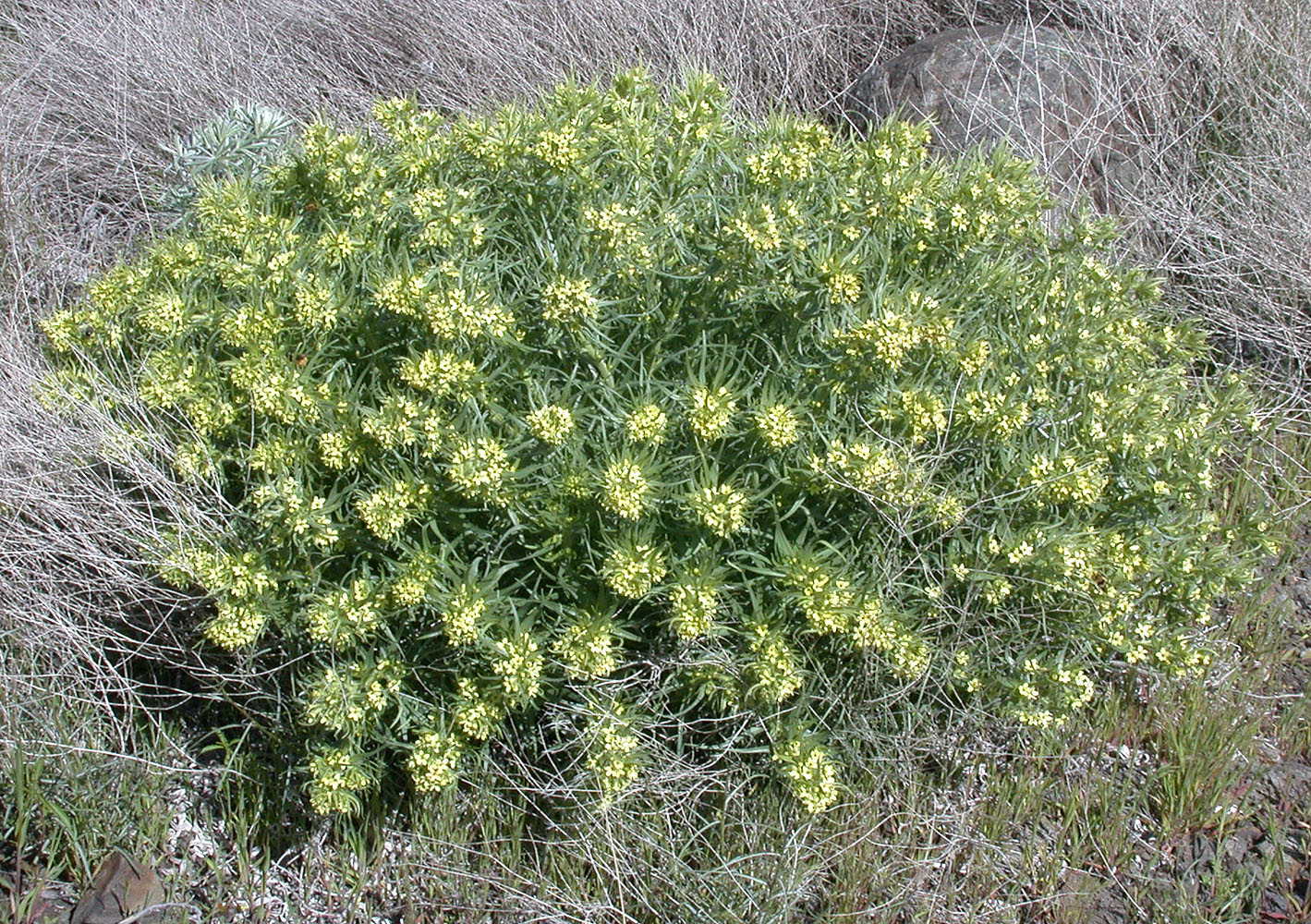 Flora of Eastern Washington Image: Lithospermum ruderale