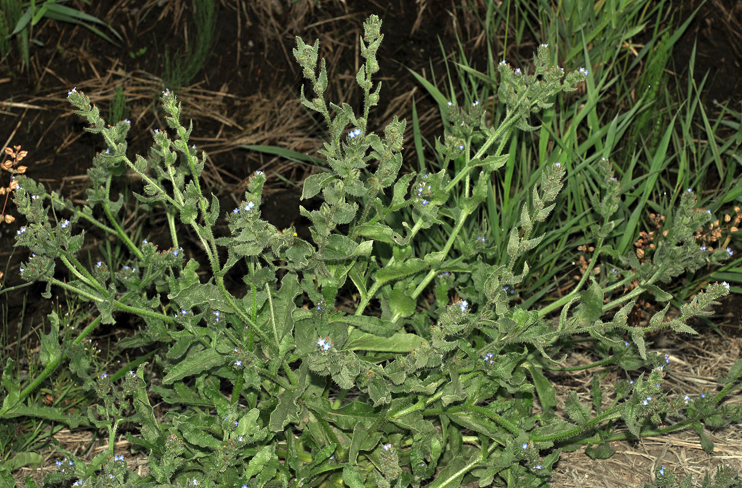 Flora of Eastern Washington Image: Lycopsis arvensis