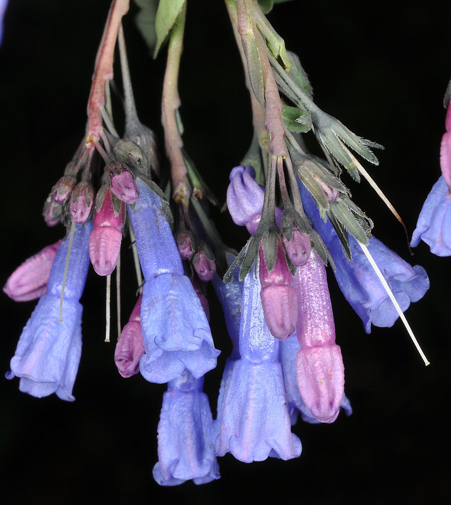 Flora of Eastern Washington Image: Mertensia ciliata