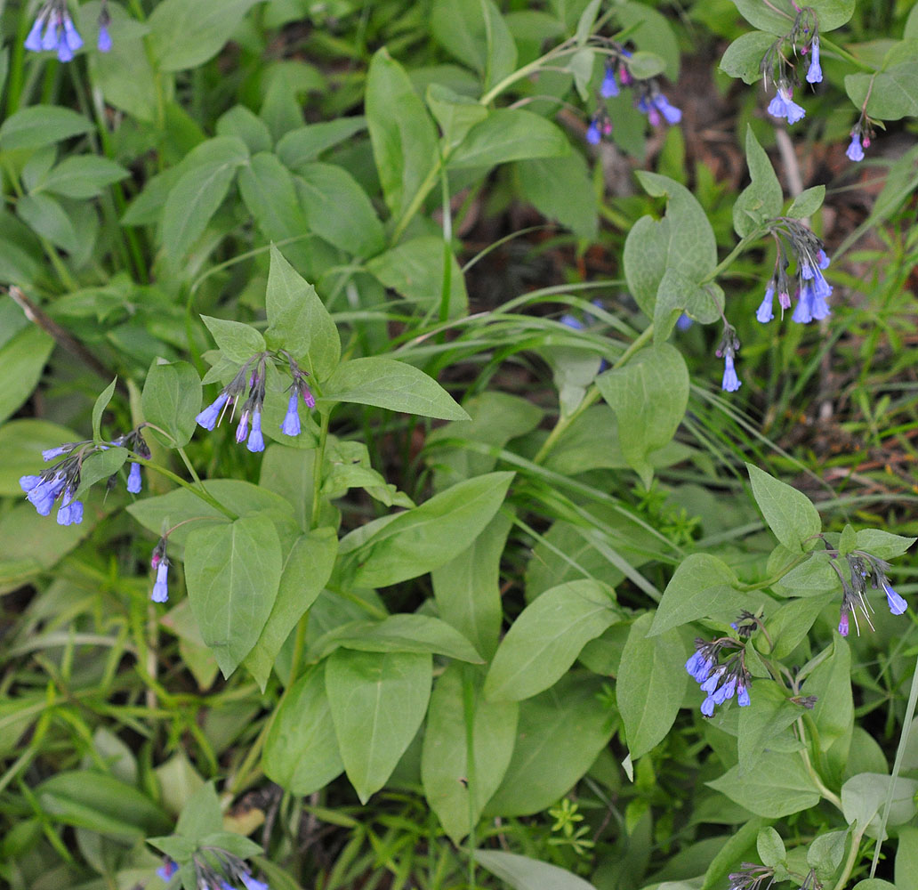 Flora of Eastern Washington Image: Mertensia ciliata