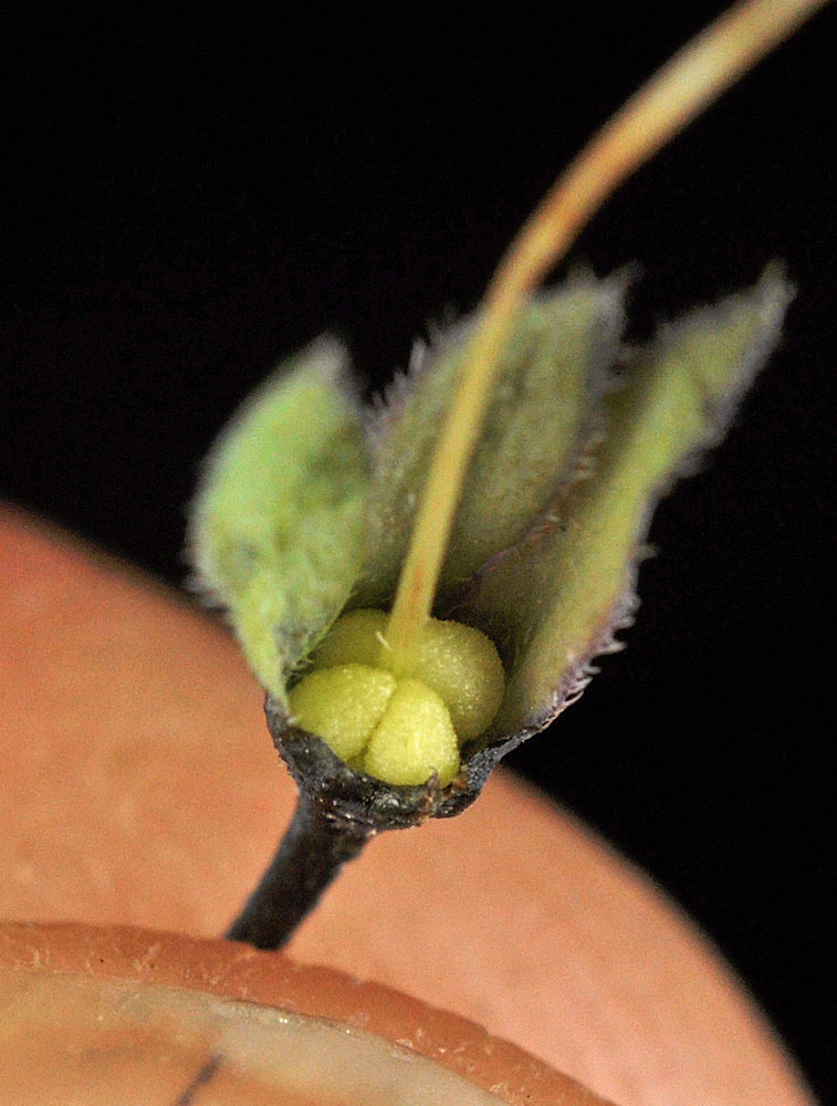 Flora of Eastern Washington Image: Mertensia longiflora