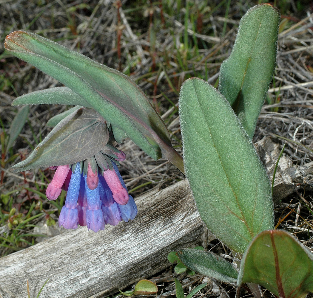 Flora of Eastern Washington Image: Mertensia longiflora