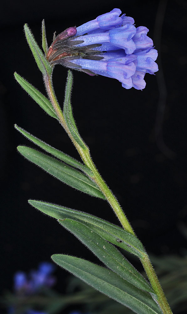 Flora of Eastern Washington Image: Mertensia oblongifolia