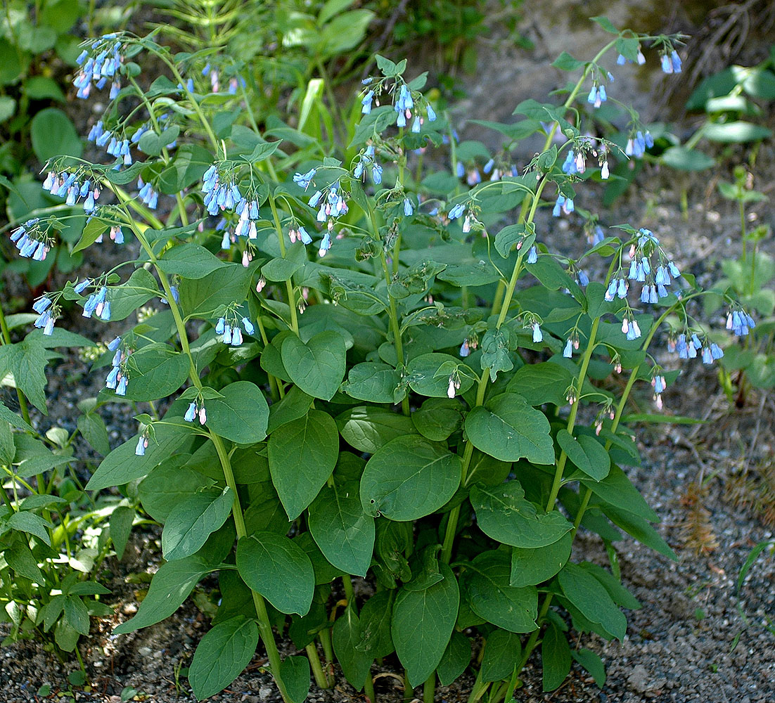 Flora of Eastern Washington Image: Mertensia paniculata