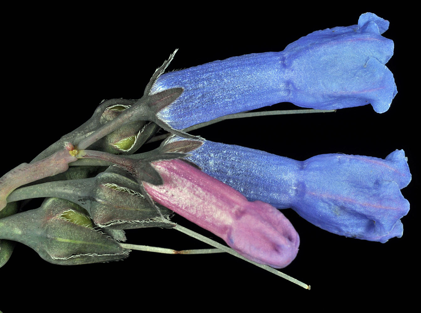 Flora of Eastern Washington Image: Mertensia umbratilis