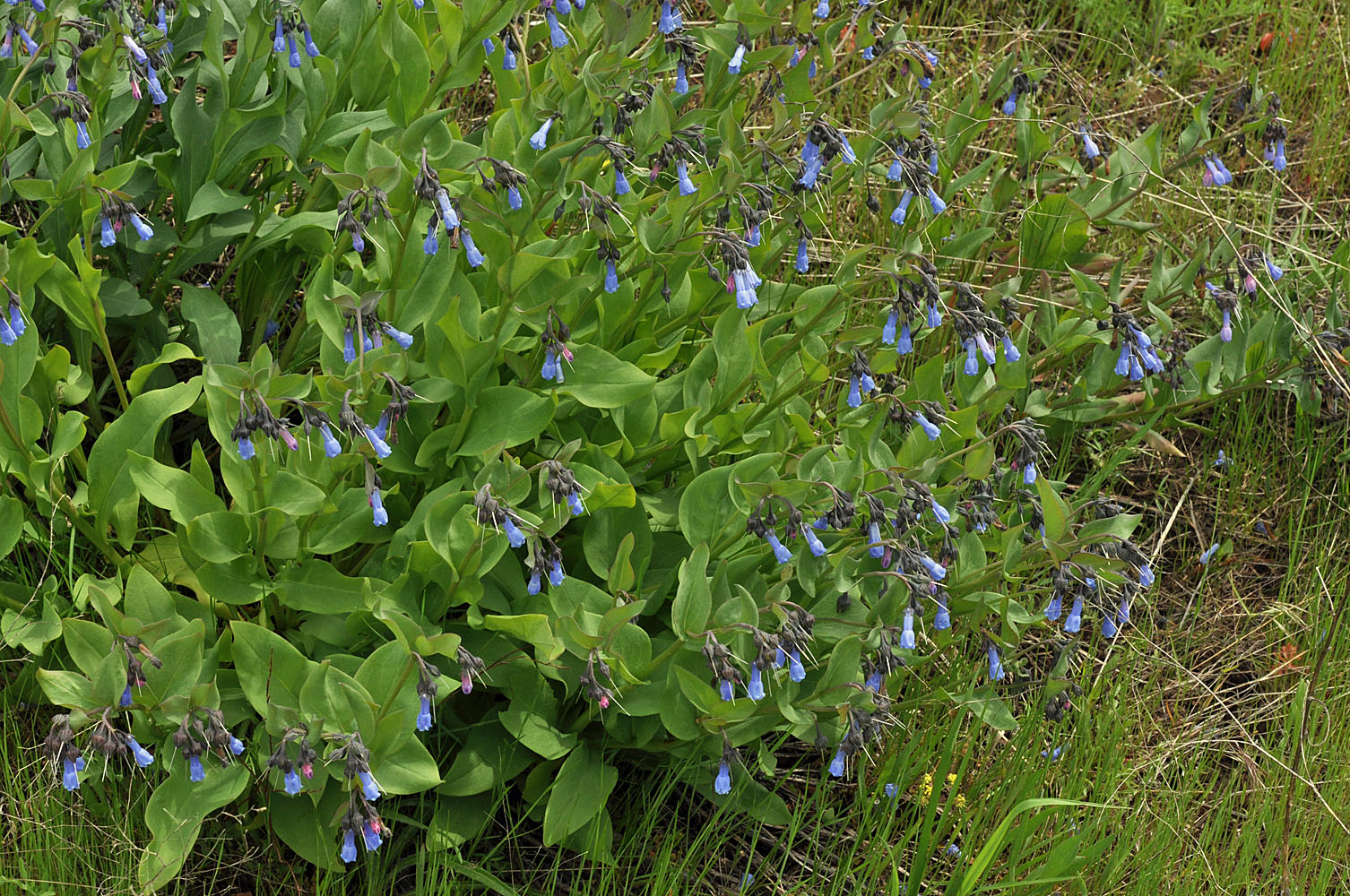 Flora of Eastern Washington Image: Mertensia umbratilis