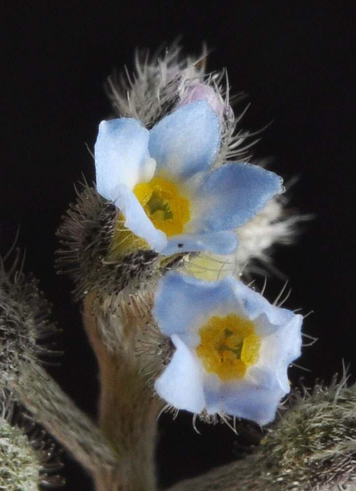 Flora of Eastern Washington Image: Myosotis arvensis