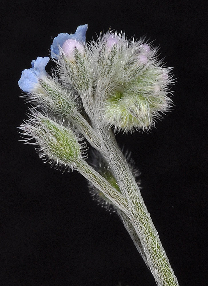 Flora of Eastern Washington Image: Myosotis arvensis