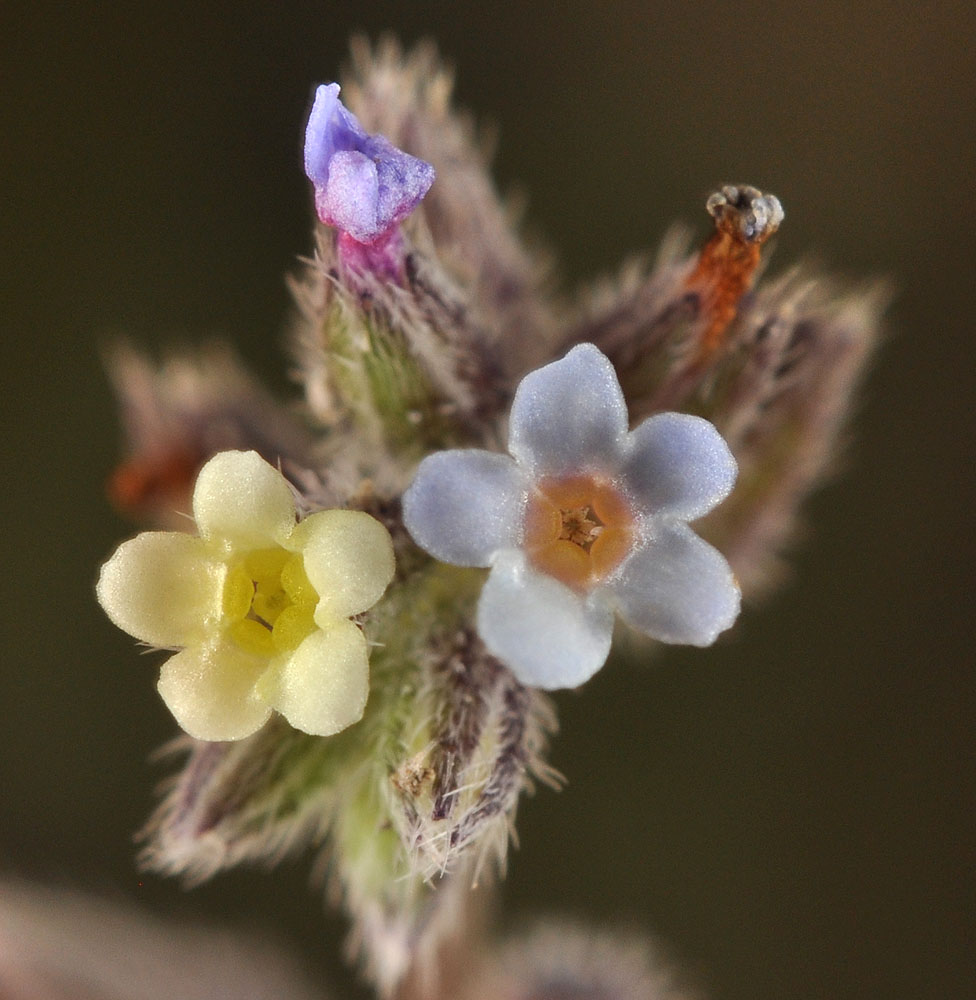Flora of Eastern Washington Image: Myosotis discolor