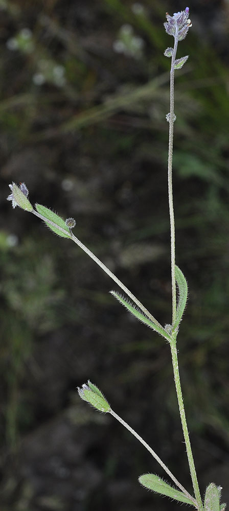 Flora of Eastern Washington Image: Myosotis discolor