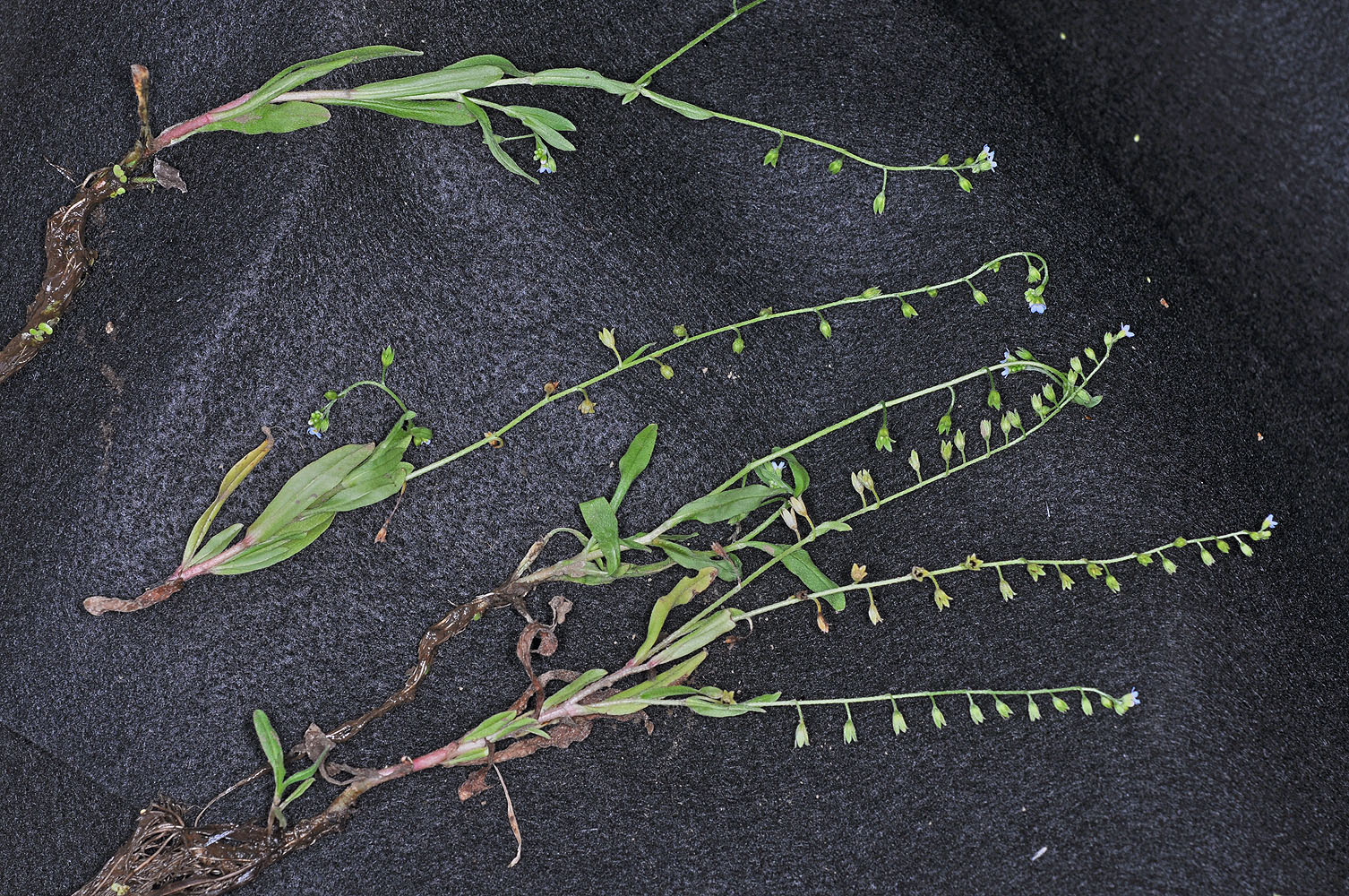 Flora of Eastern Washington Image: Myosotis laxa