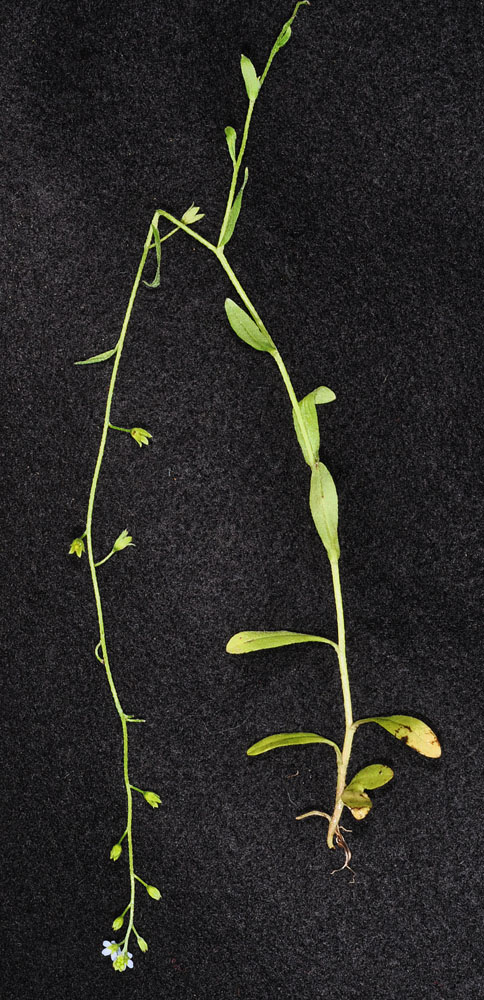 Flora of Eastern Washington Image: Myosotis laxa