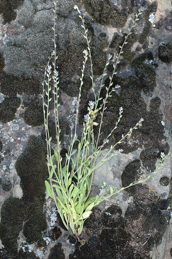 Flora of Eastern Washington Image: Myosotis micrantha