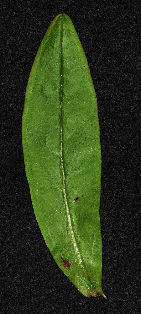 Flora of Eastern Washington Image: Myosotis scorpioides