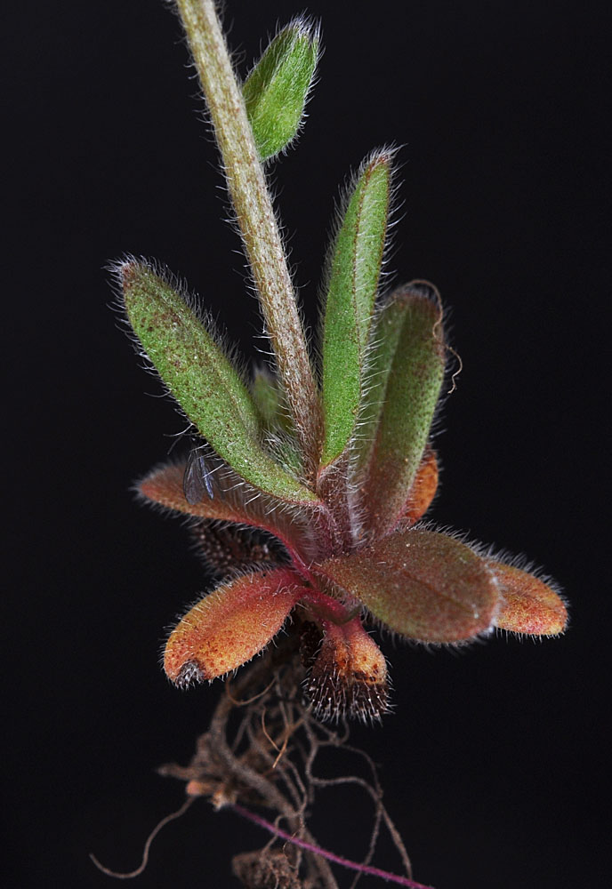 Flora of Eastern Washington Image: Myosotis stricta