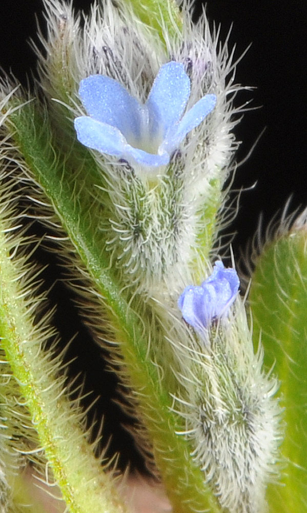 Flora of Eastern Washington Image: Myosotis stricta