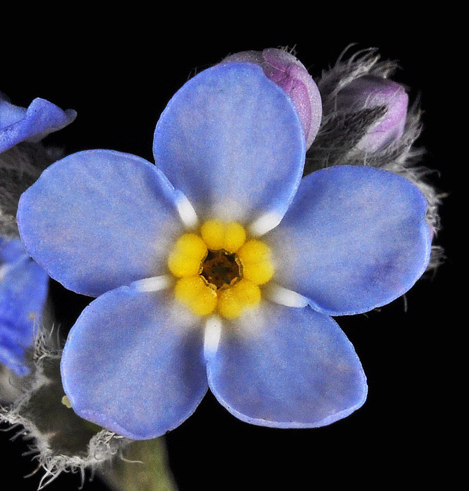 Flora of Eastern Washington Image: Myosotis sylvatica