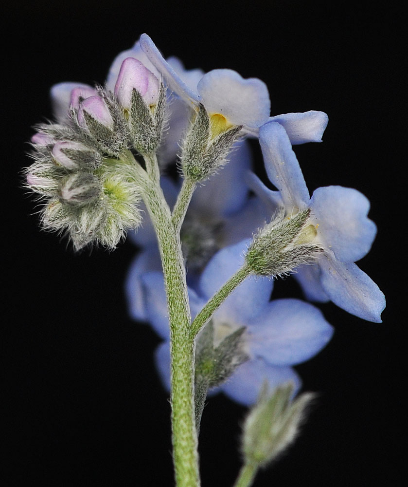 Flora of Eastern Washington Image: Myosotis sylvatica