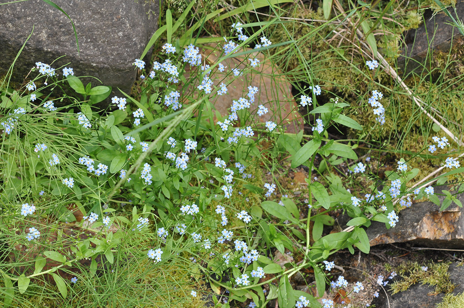 Flora of Eastern Washington Image: Myosotis scorpioides