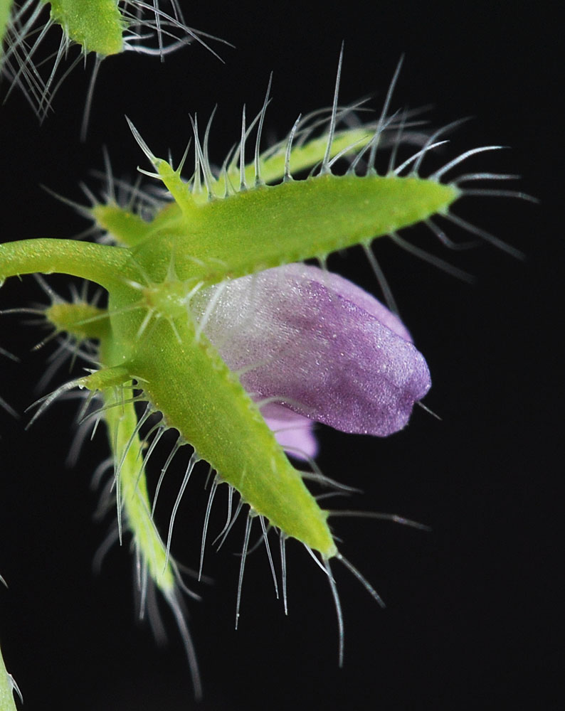 Flora of Eastern Washington Image: Nemophila breviflora