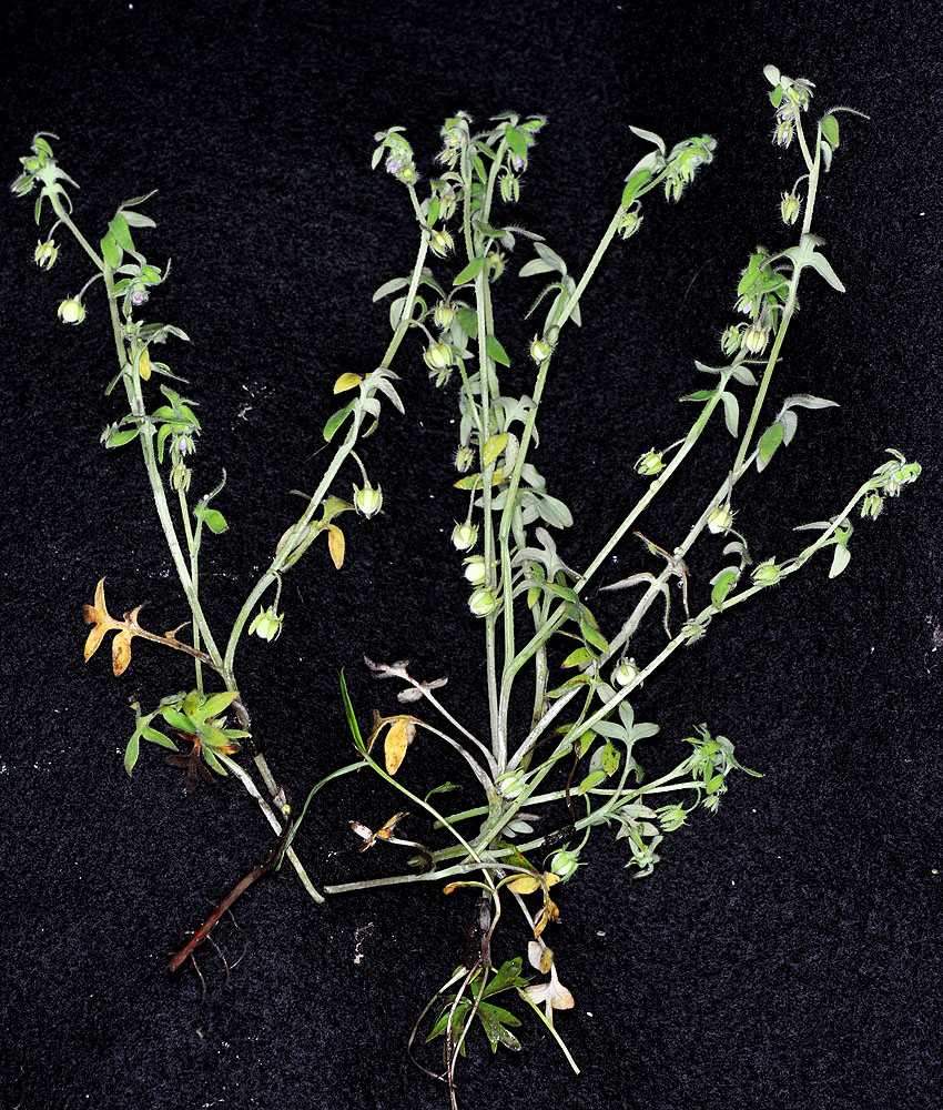 Flora of Eastern Washington Image: Nemophila breviflora