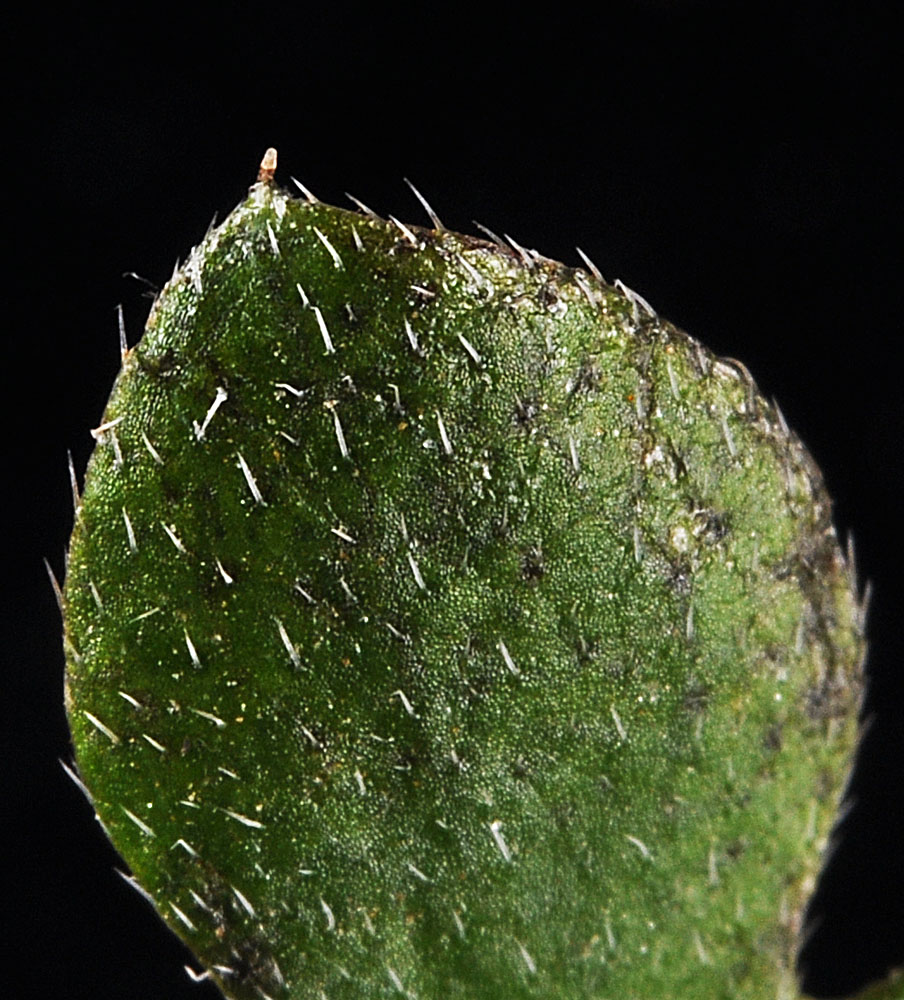 Flora of Eastern Washington Image: Nemophila parviflora