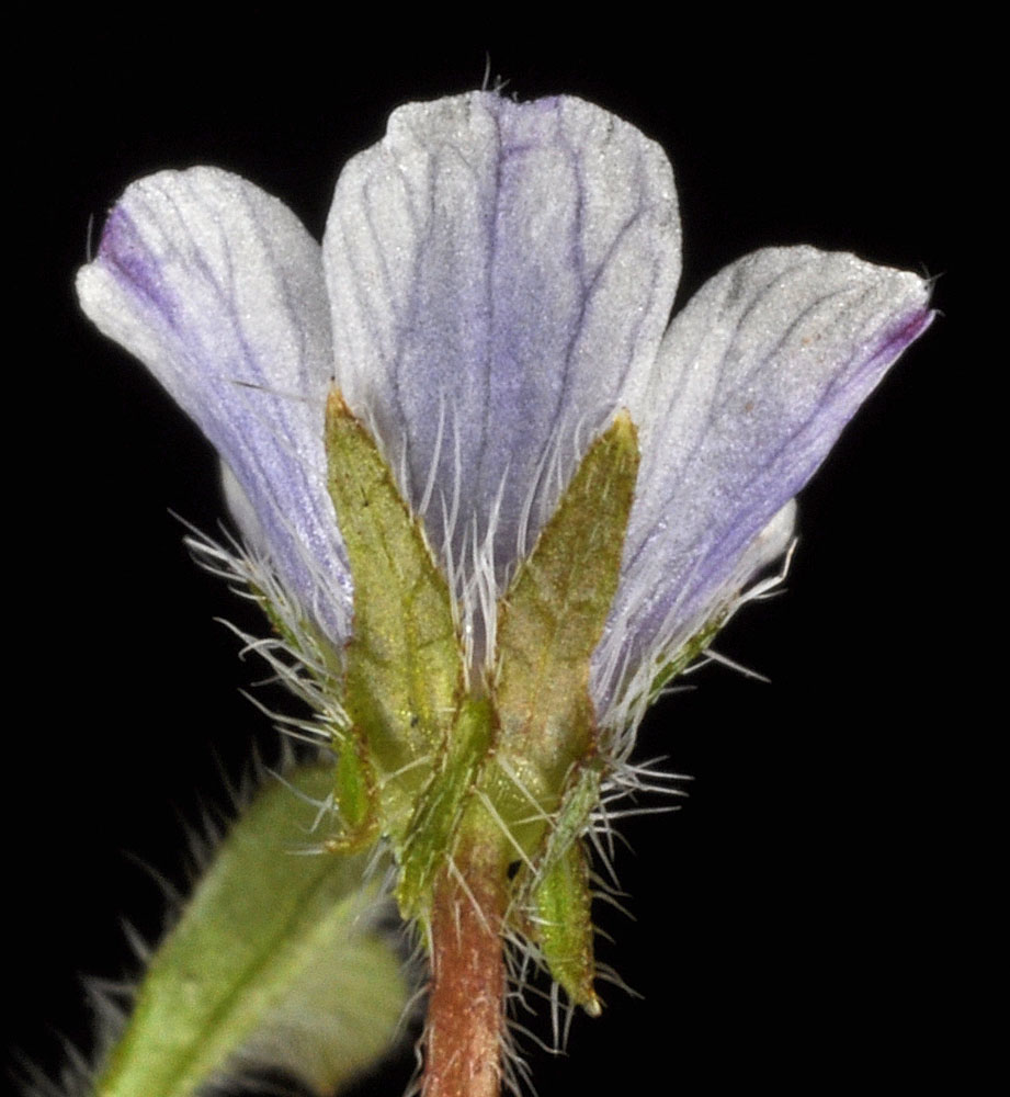 Flora of Eastern Washington Image: Nemophila pedunculata
