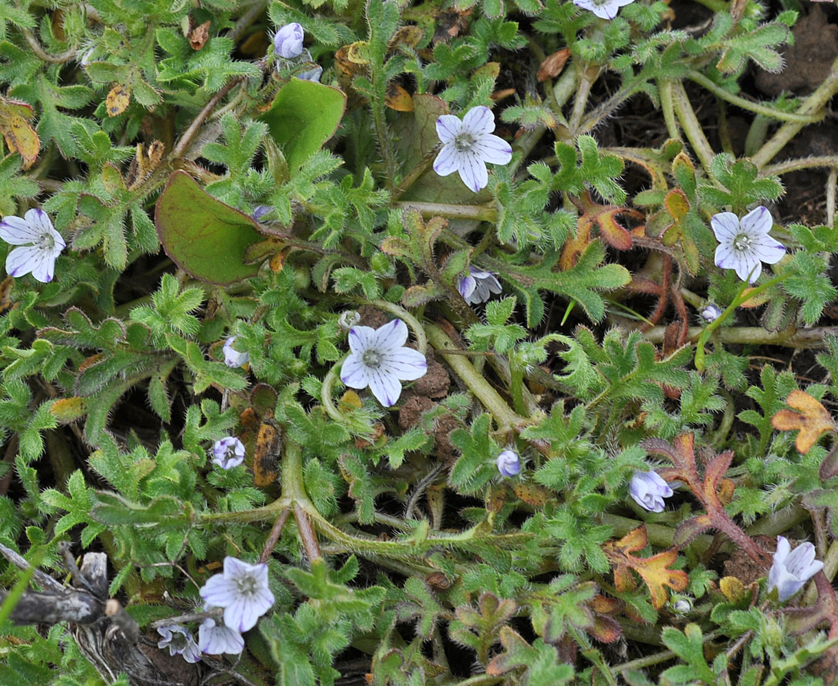 Flora of Eastern Washington Image: Nemophila pedunculata