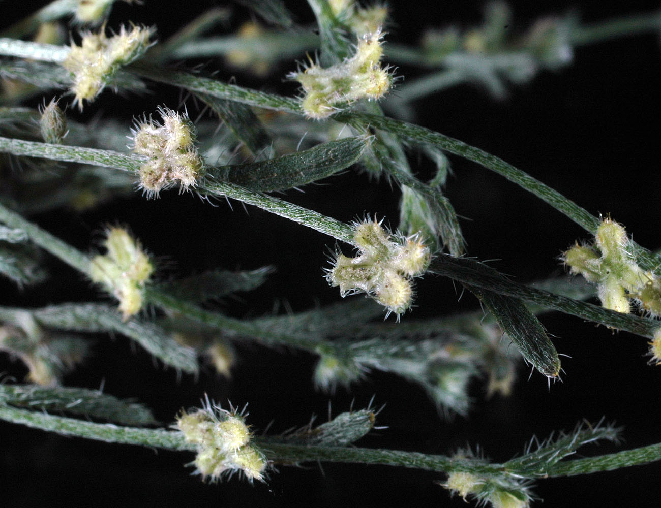 Flora of Eastern Washington Image: Pectocarya penicillata