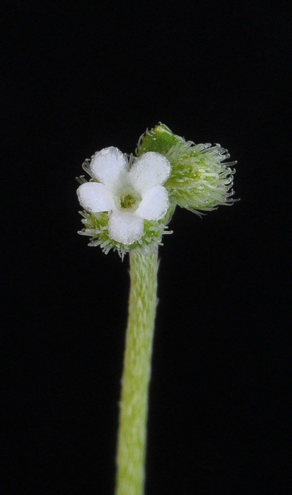 Flora of Eastern Washington Image: Pectocarya pusilla