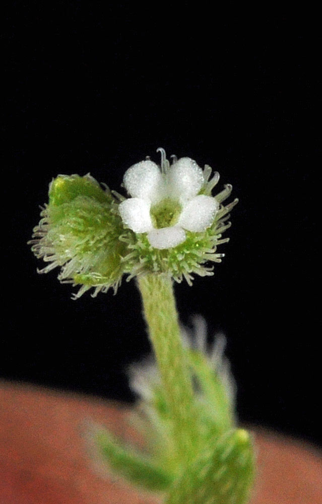 Flora of Eastern Washington Image: Gruvelia pusilla
