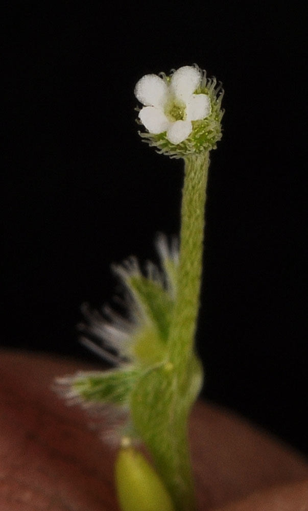 Flora of Eastern Washington Image: Gruvelia pusilla