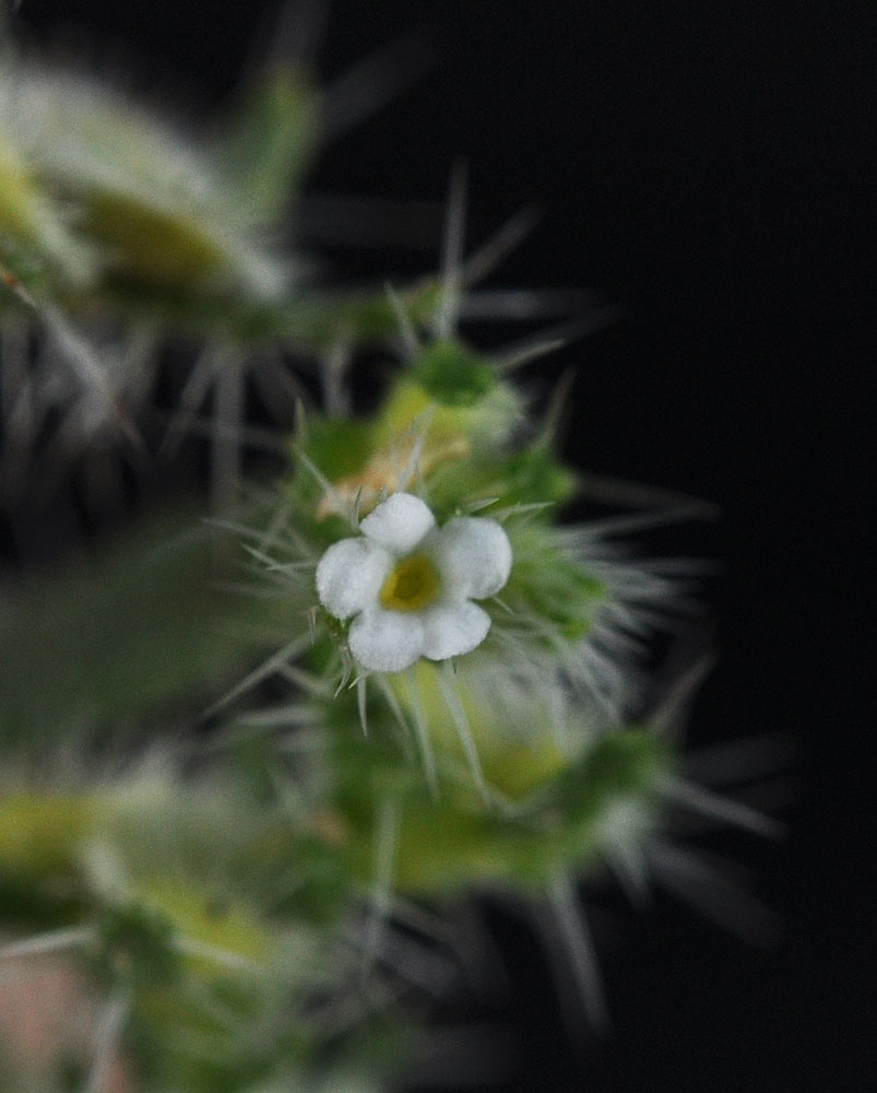 Flora of Eastern Washington Image: Pectocarya setosa